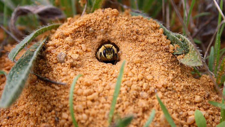 Abeille solitaire terricole sortant de son nid
