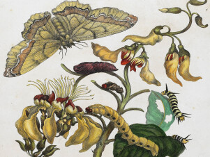 Maria Sibylla Merian, Metamorphosis Insectorum Surinamensium 1705, domaine public