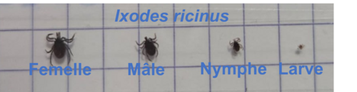 Crédit : Séverine Bord LISIS